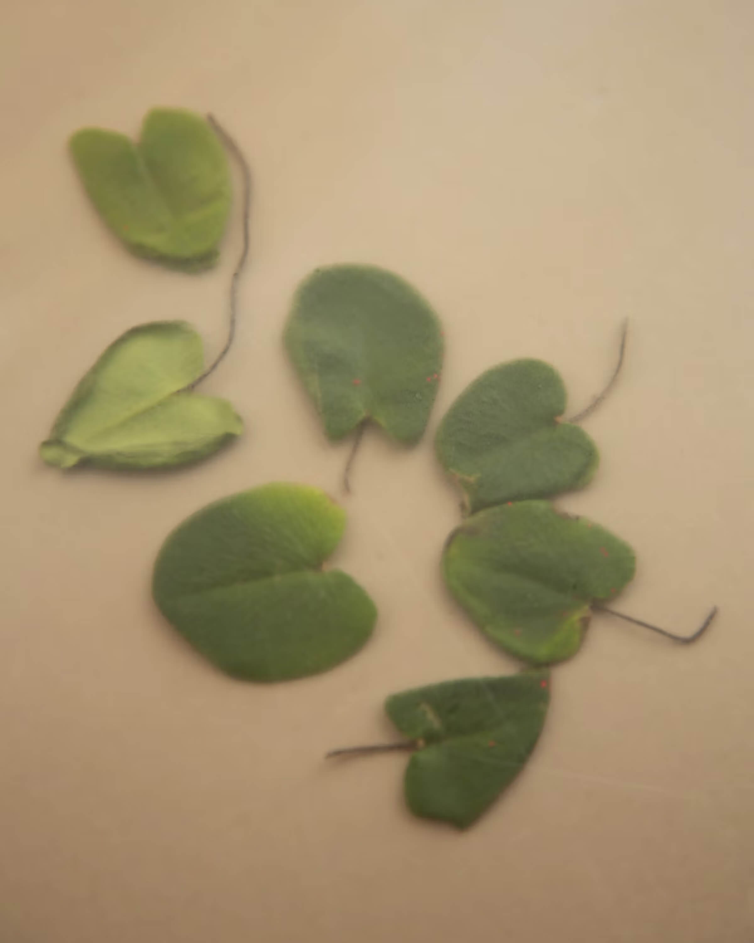 Heartleaf Niacinamide Calming Serum